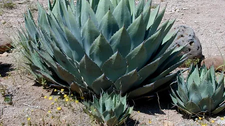 De ce nu e bine să ții aceste FLORI în casă. Puțini iubitori de frumos știu!