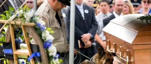 Imagine emoționantă: un câine polițist priveghează sicriul partenerului său