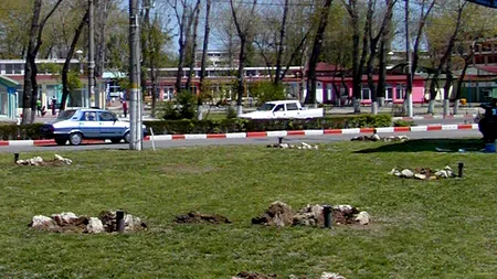 Hoțul de palmieri din Eforie Sud a fost prins. Bărbatul i-a vândut, însă poliția a reușit să-i recupereze