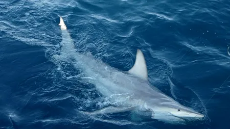 Meduzele sunt mai periculoase decât rechinii. Câte persoane mor anual din cauza lor