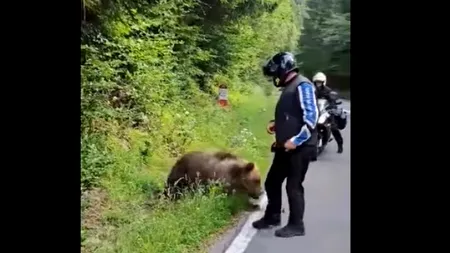 VIDEO | Motociclist atacat de ursul pe care îl hrănea, pe Transfăgărășan. Momentul a fost filmat
