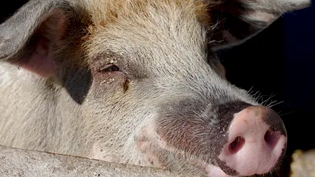 ALERTĂ în SUA. Zeci de cazuri de gripă porcină în apropiere de Chicago