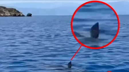 În atenția turiștilor români. RECHINI de mari dimensiuni filmați în zona costieră a Turciei, Bodrum și Alania!