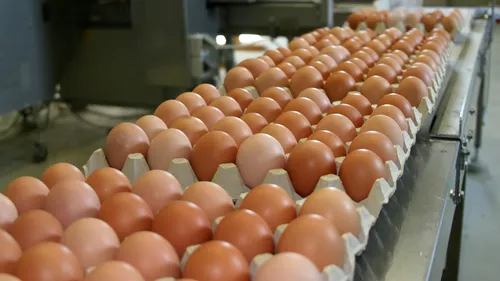 Peste 100.000 de ouă INFESTATE CU FIPRONIL au ajuns în CONSUM: DSVSA Teleoroman ar fi trebuit să anunțe situația DIN DECEMBRIE