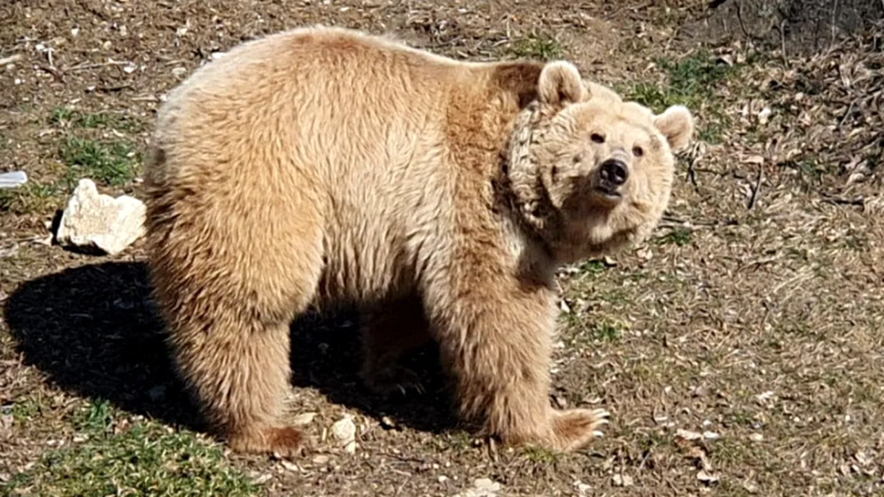 A murit ursoaica Mașa, refugiată din Ucraina la sanctuarul de la Zărnești