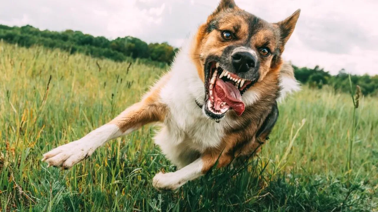 Moartea Anei Oros readuce în atenție legislația câinilor periculoși și acțiunile de control. Mai mulți proprietari de animale din Dâmbovița au fost sancționați