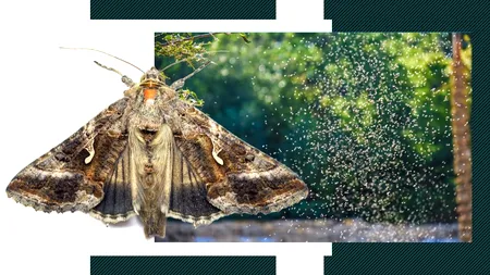 Invazie spectaculoasă de FLUTURI BUHA GAMMA în România. Cine sunt migratorii care au creat panică pe stadioanele din București