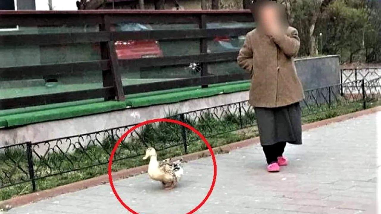 BĂTRÂNĂ care a ieșit cu rața la plimbare, iertată de polițiști: Colegii o cunosc de când rățușca era doar un bobocel