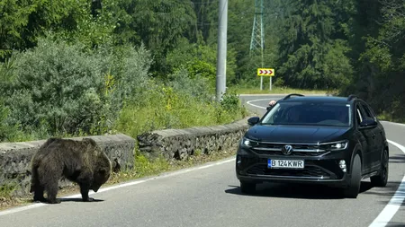 Diana Buzoianu vrea să înăsprească legislația pentru cei care hrănesc URȘII: „Dacă le dai o dată hrană, îi condamni practic la moarte”