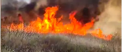 Incendiu puternic în Delta Neajlovului. Au ars peste 50 de hectare de vegetație uscată și stuf