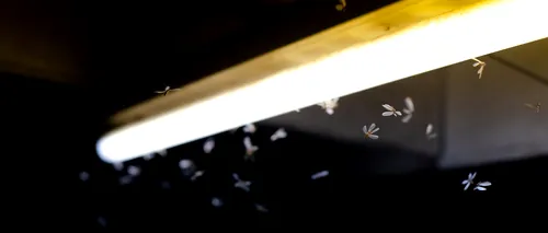 De ce sunt insectele sunt atrase de luminile puternice