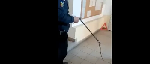 VIDEO | Angajații unei stații ITP din Drobeta Turnu Severin s-au trezit cu un șarpe în imobil. Jandarmii au acționat imediat