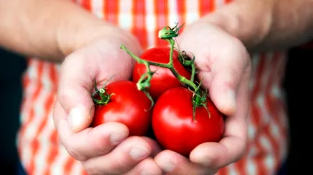 Secretul păstrării ROȘIILOR proaspete pentru mai mult timp. Acest truc va menține o aroma mai intensă a roșiilor de grădină