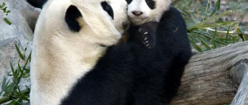 Un pui de panda s-a născut la grădina zoologică din Washington