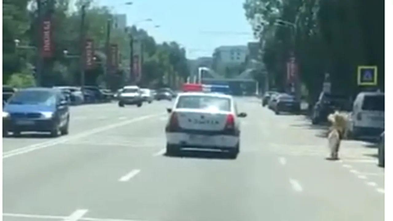 Un ponei care distra turiștii pe plajă a fost urmărit de poliție în stațiunea Mamaia - VIDEO