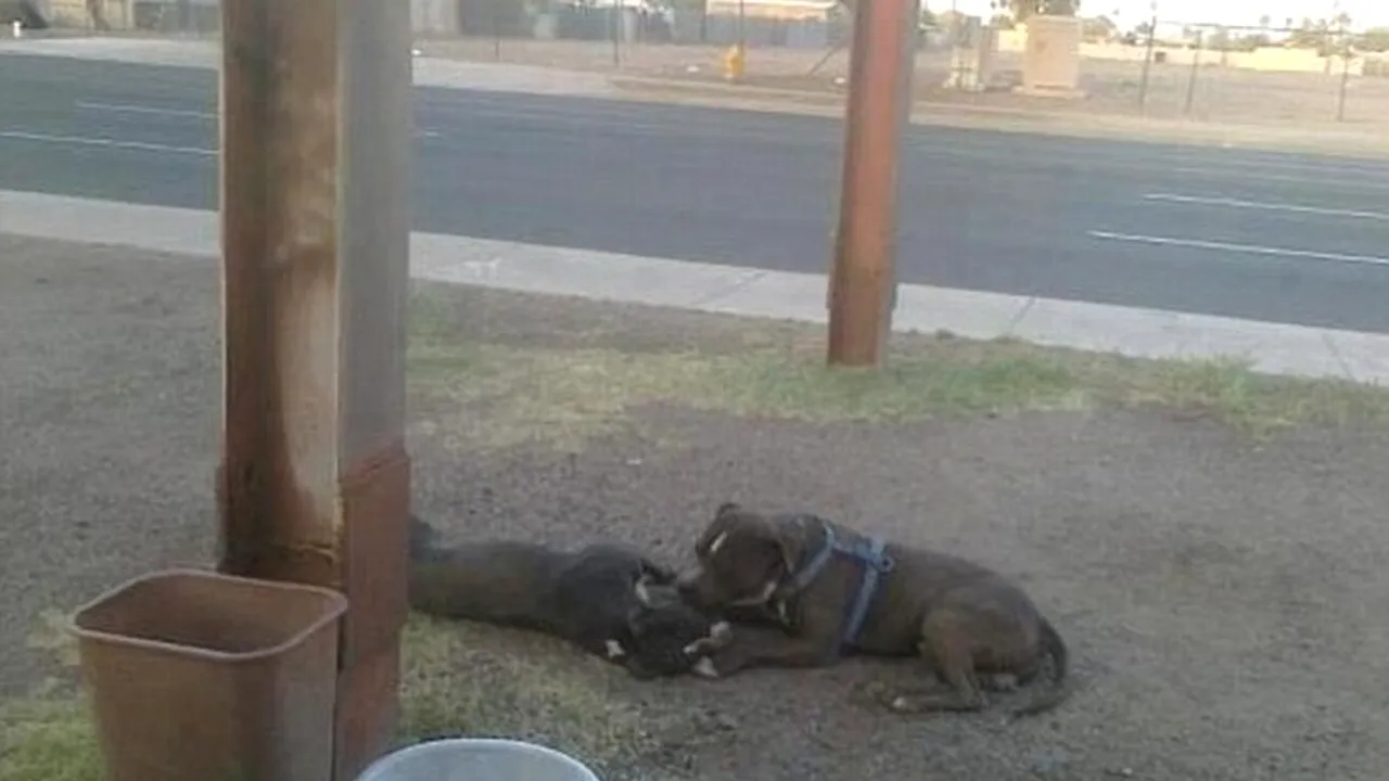 Cea mai emoționantă fotografie din lume. Ce a făcut acest PITBULL pentru partenera sa