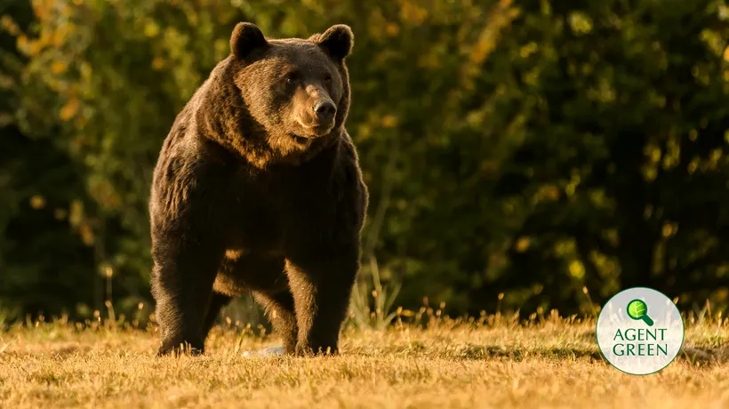 Cel mai mare urs din Uniunea Europeană, ucis de un prinț austriac în Covasna / Reacția Ministerului Mediului - FOTO