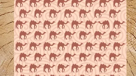 Test IQ | Găsiți cămila diferită de celelalte, în cel mult 5 secunde