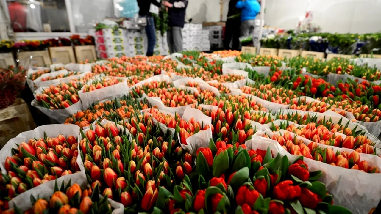 Poliția florilor. Câte plante au confiscat polițiștii până de 8 martie