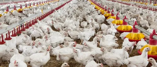 ANSVSA: Peste 1.500 de exploataţii comerciale care deţin 80% din efectivul de păsări sunt în pericol, din cauza extinderii focarelor de gripă aviară