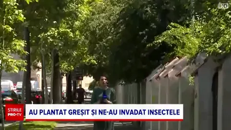 Au plantat greșit și ne-au invadat INSECTELE. Ce probleme pot aduce platanul, teiul sau arțarul