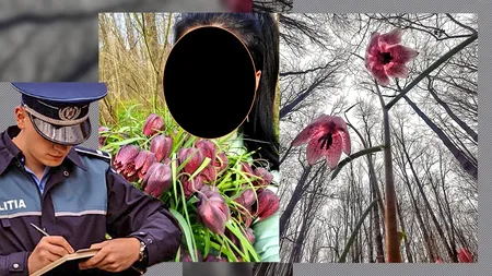 AMENDĂ usturătoare pentru cei care rup laleaua pestriță / Romsilva: „Este considerată monument al naturii și este protejată de lege!”