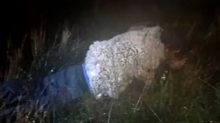 Un deținut periculos a încercat să evadeze deghizat în oaie / Sursa foto: Jam Press