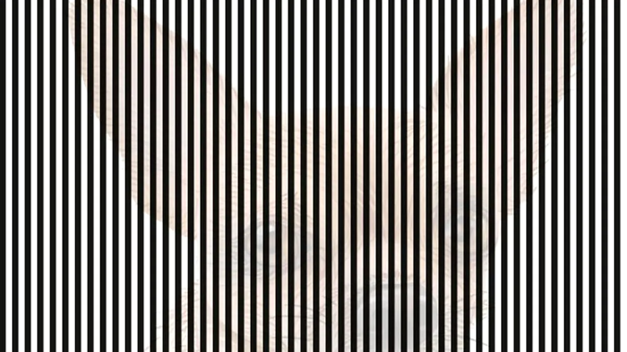 Test de inteligență | Ce animal vezi în această iluzie optică? Doar geniile observă detaliul