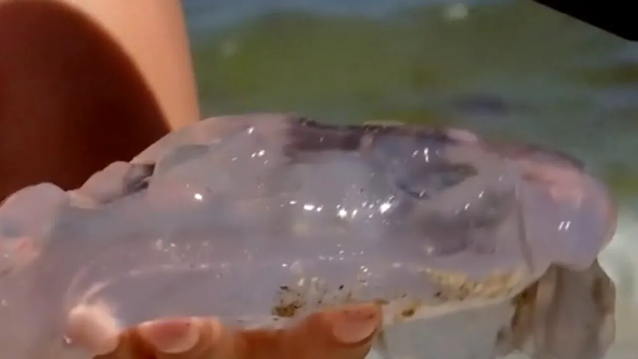 După alge, litoralul românesc s-a umplut și de MEDUZE. Turiștii sunt disperați și spun că le strică toată vacanța