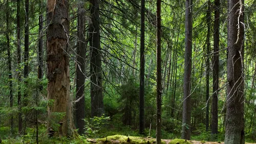 Studiu: Anumite specii de copaci contribuie la încălzirea globală