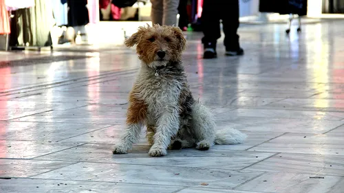 Străinii adoptă câinii orfani din România. Numărul adopțiilor, dublu în pandemie!
