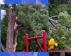 Un copac din Tineretului s-a rupt și a căzut peste un leagăn, în care se afla un copil: „Arborele era verde. Astfel de fenomene nu pot fi anticipate”