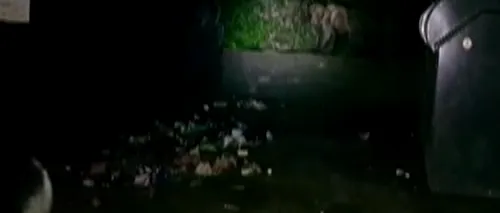 Un pui de urs rămas captiv într-un container, eliberat de jandarmi
