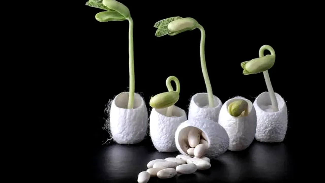 Materialul semincer care poate fi semănat în sărătură, are înveliș organic din mătase și bacterii generatoare de azot