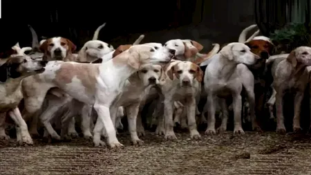 ILUZIE optică virală | Găsește tigrul ascuns printre acești câini, în maximum 12 secunde!