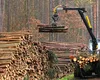15 persoane sunt cercetate sub control judiciar în dosarul de EVAZIUNE fiscală în comerţul cu lemn. Prejudiciul este de peste 8,5 milioane de lei