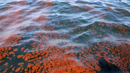 The Guardian contestă legislația UE privind mediul, dând exemplu Dunărea: 