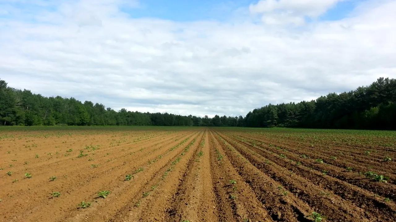 INIȚIATIVĂ. România interzice vânzarea pământului către străini! Legea, adoptată de Parlament