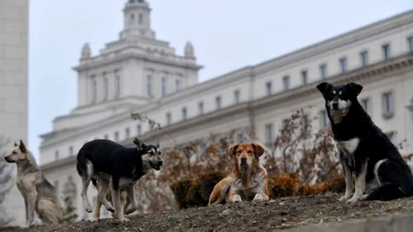 Cetățean german, atacat de câini fără stăpân în Sofia