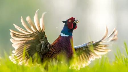 Cea mai mare FAZANERIE din țară visează la exporturile din vremea lui Ceaușescu. Un fazan bun de ciorbă costă 40 de lei