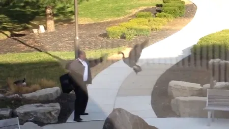 O gâscă „terorizează