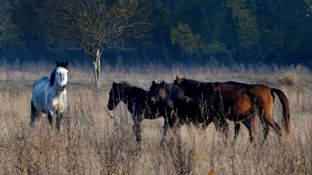 Radiografia unei manipulări. Caii de la Letea n-au ajuns în farfuriile englezilor
