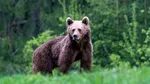 Un nou atac al ursului în deja celebra comună Arefu-Argeș. Încă o turistă străină a fost atacată de jivină