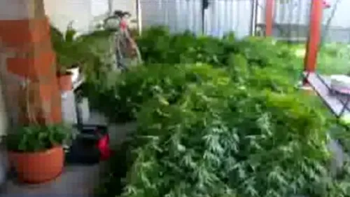 Cultivator de cannabis, arestat la Arad