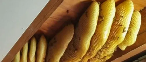 60.000 de albine au fost îndepărtate de pe tavanul unei case. Proprietara locuinței a trăit cu roiul aproape un an de zile: Nu m-au deranjat - VIDEO