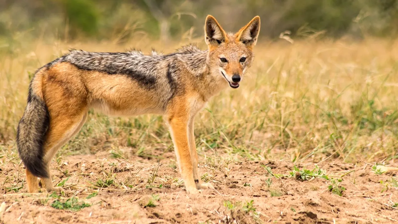 După urși, o altă specie de animale provoacă pagube în gospodării. Autoritățile locale îi cer ajutorul ministrului Mediului