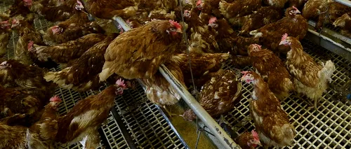 Peste 13 tone de carne de pui cu suspiciune de pestă aviară, puse sub sechestru la un abator