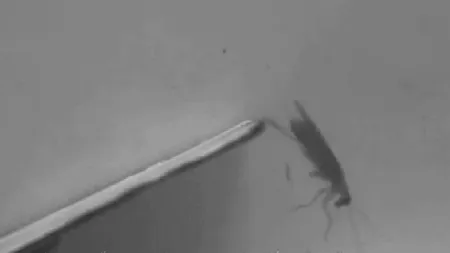 Gândacii de bucătărie - sursă de inspirație pentru creatorii de roboți. VIDEO