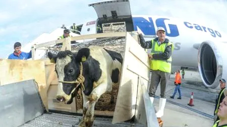 Explicația din spatele acestei imagini surprinse pe aeroportul Timișoara