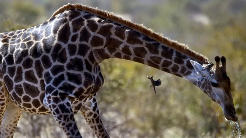 Moscova: 11 oameni au fost răniți la o grădină zoologică în timp ce încercau să hrănească o girafă